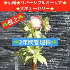 216☘️2年間管理株☘️極上☘️⭐️小輪⭐️リバーシブルオーレア