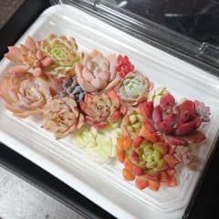 〖名前なし〗多肉植物カット苗セット‪✂︎‬のサムネイル