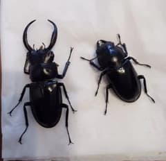 ウエストウッディカズミアエ ワイルド ペア標本 - メルカリ