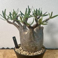 ジ*ン様 ｟発根済｠現地球 Mサイズ パキポディウム グラキリス 象牙宮 こ*め様 ｟発根済｠現地球 MLサイズ パキポディウム グラキリス 象牙宮