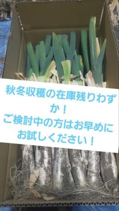 上州のねぎ　カラダに優しい　下仁田ネギと一本ネギの交配の根深ネギ　超低農薬のサムネイル
