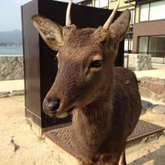 sattonさん専用のサムネイル
