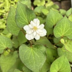 八重咲きどくだみのサムネイル