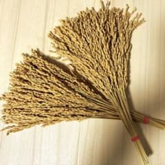 稲穂　ドライフラワー 100本のサムネイル
