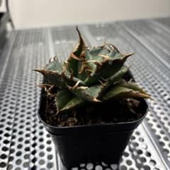 アガベ チタノタ　円のサムネイル