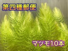 マツモ10本　無農薬栽培のサムネイル