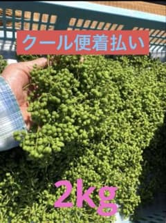 朝倉山椒の実　2kg クール便着払い 朝倉山椒の実 2kg クール便着払い - メルカリ