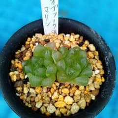 多肉植物ハオルチアオブツーサ(オブツーサ錦•マリン)② - メルカリ