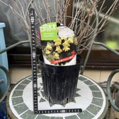 日向水木❁⃘*.゜黄色のお花のサムネイル