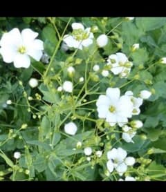 かすみ草　種　一重のサムネイル