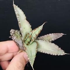 【高騰品種】2 白銀金剛 極上白棘 アガベチタノタ SilverKingKong 高騰品種】2 白銀金剛 極上白棘 アガベチタノタ SilverKingKong - メルカリ