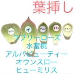n 多肉植物　葉挿し　5枚セット　お試し　韓国苗葉挿しのサムネイル