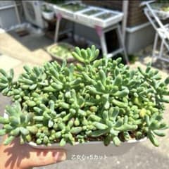 多肉植物　大人気品種　乙女心　10カット　お買い得のサムネイル
