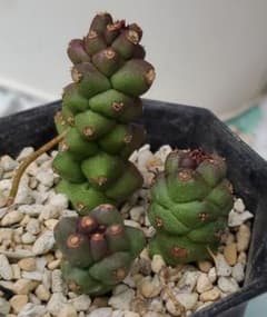 モナデニウム　リチェイのサムネイル
