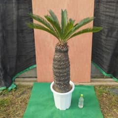 デカ盛りソテツ1号です。 デカ盛りソテツ5号です。 - メルカリ