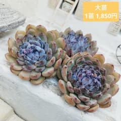 ウォングム農場◎ジェムストーン◎多肉植物 カット苗 輸入苗 エケベリア等 ジェムストーン(大苗)◎多肉植物 カット苗 韓国苗 エケベリア等 - メルカリ