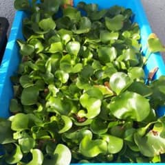 ほてい草10株のサムネイル