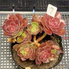 7 #観葉植物 アエオニウム錦❤️花月夜錦❤️7小頭10cm 拔き苗 - メルカリ