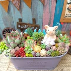 ブタさん多肉のブヒっと寄せ**そのまま飾れる多肉植物の寄せ植え** 7