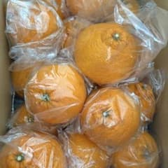 에히메산 데코폰 5㎞ 감농약 재배 수량 한정