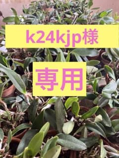 k24kjp様専用　ミニカトレアのサムネイル
