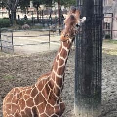 たぬー様専用のサムネイル