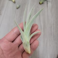 み*ん様 ティランジア ストラミネア① (SPECIES NURSERY株の子株のサムネイル