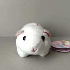 キュンとしちゃうかわいいモルモット　モルきゅん ましゅまろのサムネイル