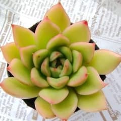 多肉植物 ギルバ 抜き苗☆のサムネイル