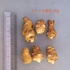 植えどき！キクイモ種芋 間もなく終了ですのサムネイル
