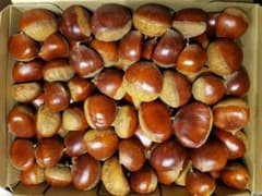栗　熊本県産　無農薬のサムネイル