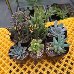 多肉植物色々6鉢抜き苗 - メルカリ