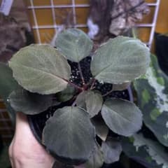 Homalomena sp. Sabah 強ラメ ホマロメナ サバ - メルカリ