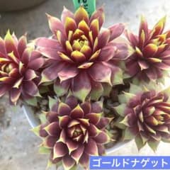 多肉植物☆ゴールドナゲット5頭☆センペル❣️抜き苗❣️のサムネイル
