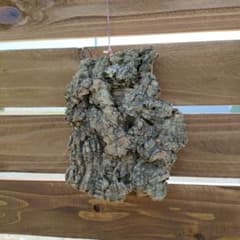 コルク樹皮　Qのサムネイル