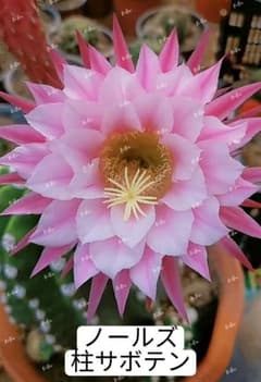 99-ノールズ 新品種 花サボテン 柱サボテン 短棘 花サイズ15cm 発根