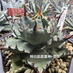 アガベ　ハイブリッド　木刺×屈原　タグ付き　メルカリ便 アガベハイブリッド 特白肌怒雷神×屈原 HU PLANTS直子株 メルカル便