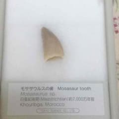 化石のサムネイル