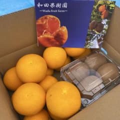 芯が甘い！和歌山県産キウイフルーツ 4L秀品8個＋八朔3kgのサムネイル