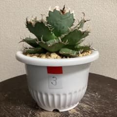 アガベ チタノタ フィリグリー③直径約12cm 鉢ごと 肉厚短葉 強