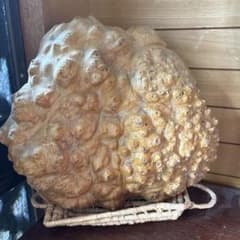 天然木 瘤杢 置物 コブ材 オブジェ - メルカリ