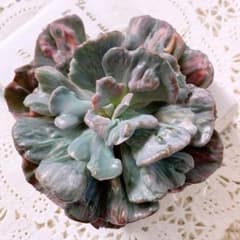 多肉植物 韓国苗 ビヨンセ錦 - メルカリ