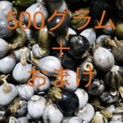 数珠玉    500グラムのサムネイル