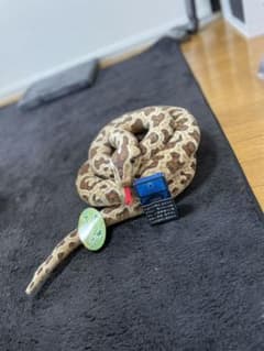 蛇のぬいぐるみのサムネイル