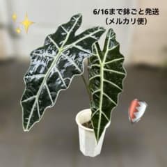 ✨️アロカシア・アマゾニカ ✨️のサムネイル
