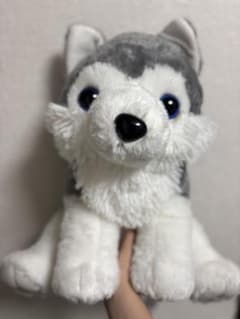 最終値下げ！モフっとオオカミ ハスキー ぬいぐるみ 本体 タグ付きのサムネイル
