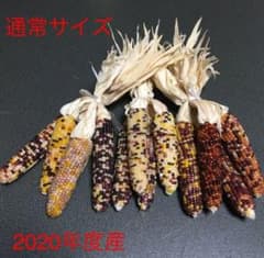 レインボーコーン 8本 グラスジェムコーンのサムネイル
