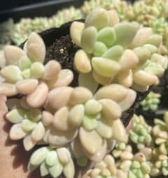 多肉植物　チーズケーキ　抜き苗のサムネイル