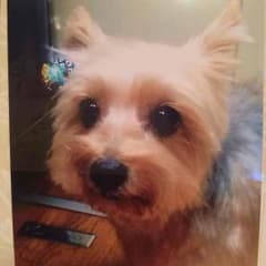 愛犬 確認用のサムネイル
