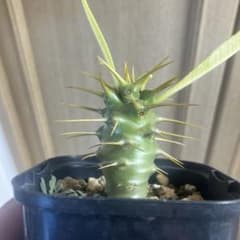 パキポディウム アンボンゲンセ 実生 コーデックス 塊根植物 サボテン